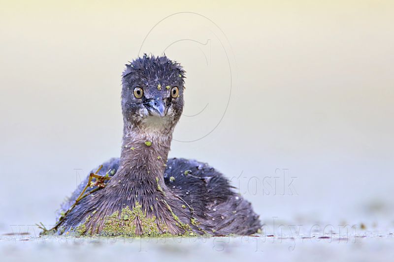 _MG_9975 Least Grebe.jpg