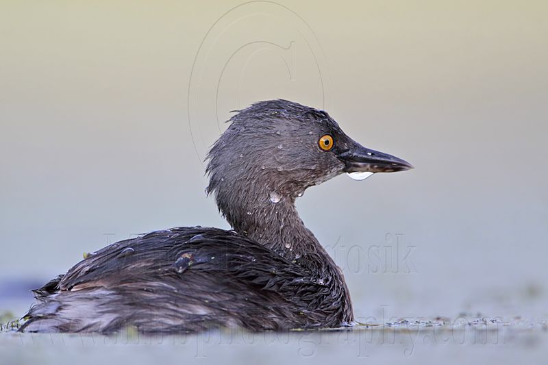 _MG_9993 Least Grebe.jpg
