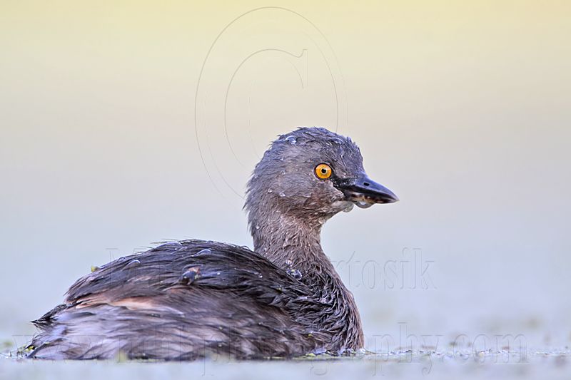 _MG_9996 Least Grebe.jpg