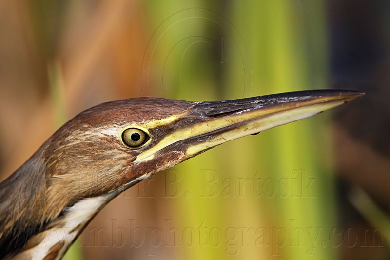 _MG_3222 American Bittern.jpg