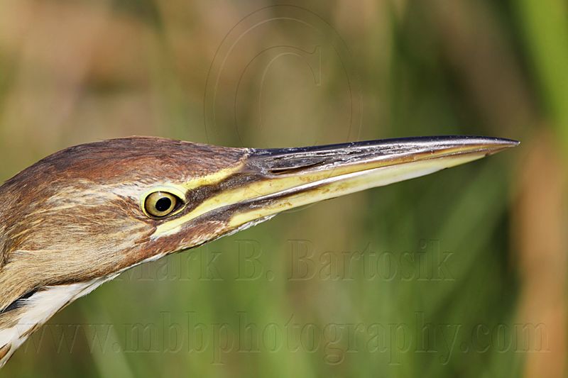 _MG_3240 American Bittern.jpg