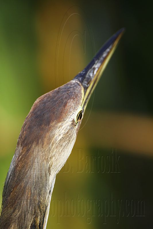 _MG_3624 American Bittern.jpg