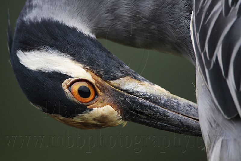 _MG_7015 Yellow-crowned Night-Heron.jpg