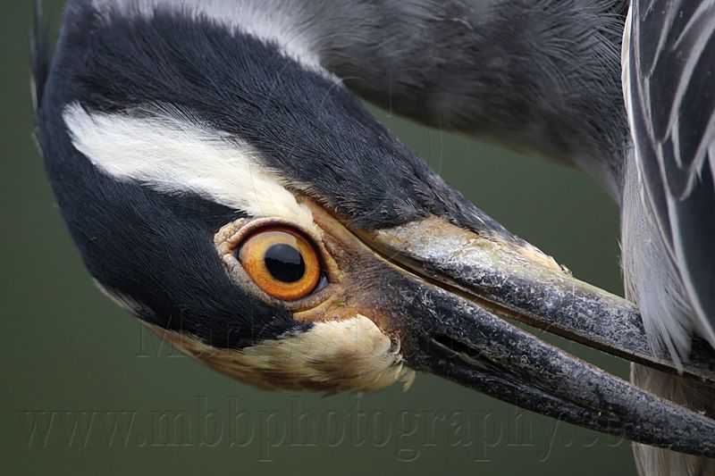 _MG_7023 Yellow-crowned Night-Heron.jpg
