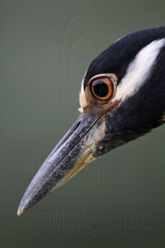 _MG_7070 Yellow-crowned Night-Heron.jpg