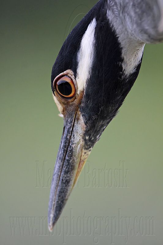 _MG_7137 Yellow-crowned Night-Heron.jpg