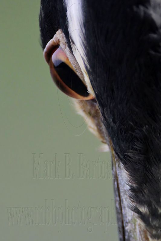 _MG_7148crop Yellow-crowned Night-Heron.jpg