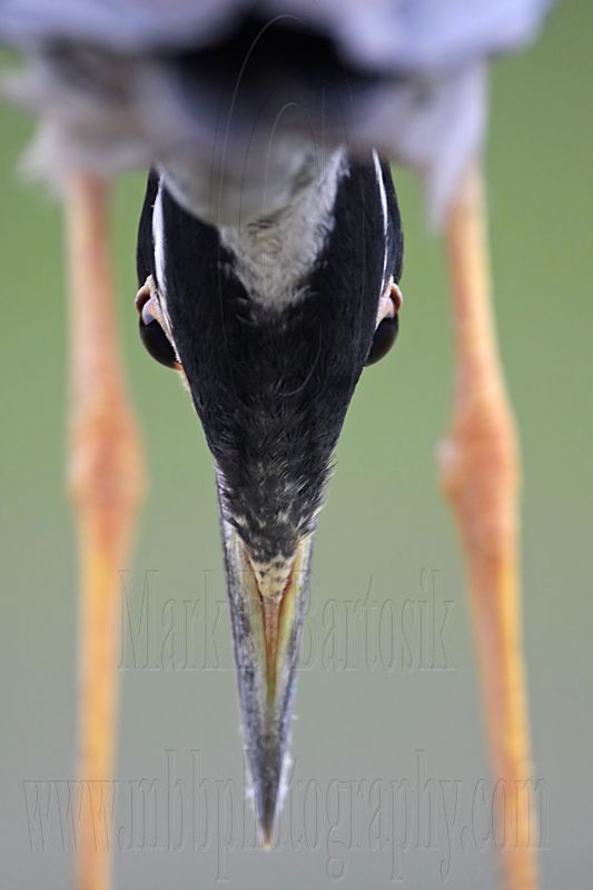 _MG_7166 Yellow-crowned Night-Heron.jpg