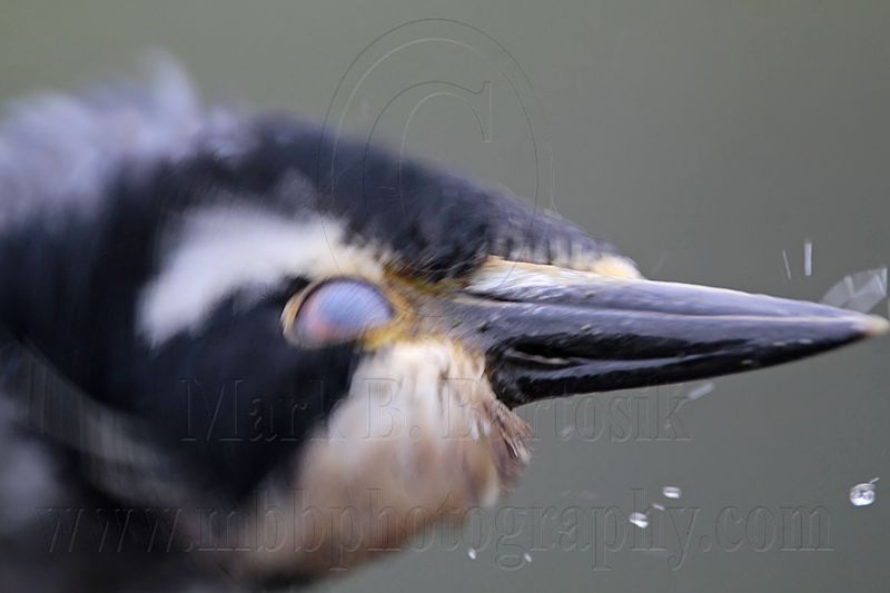 _MG_7323 Yellow-crowned Night-Heron.jpg