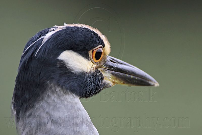 _MG_2414 Yellow-crowned Night-Heron..jpg