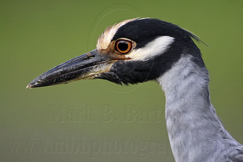 _MG_2436 Yellow-crowned Night-Heron.jpg