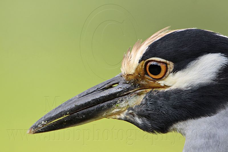 _MG_2893 Yellow-crowned Night-Heron.jpg