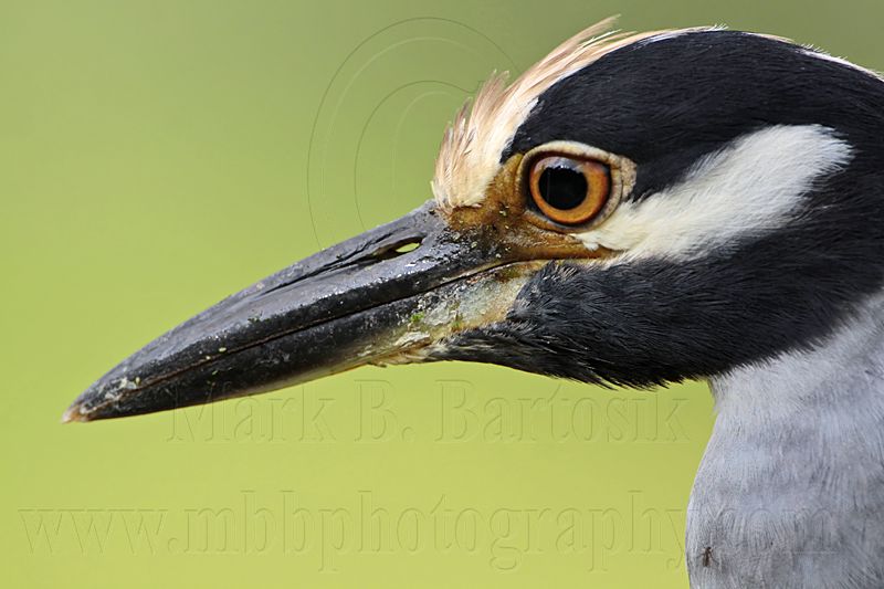 _MG_2895 Yellow-crowned Night-Heron.jpg