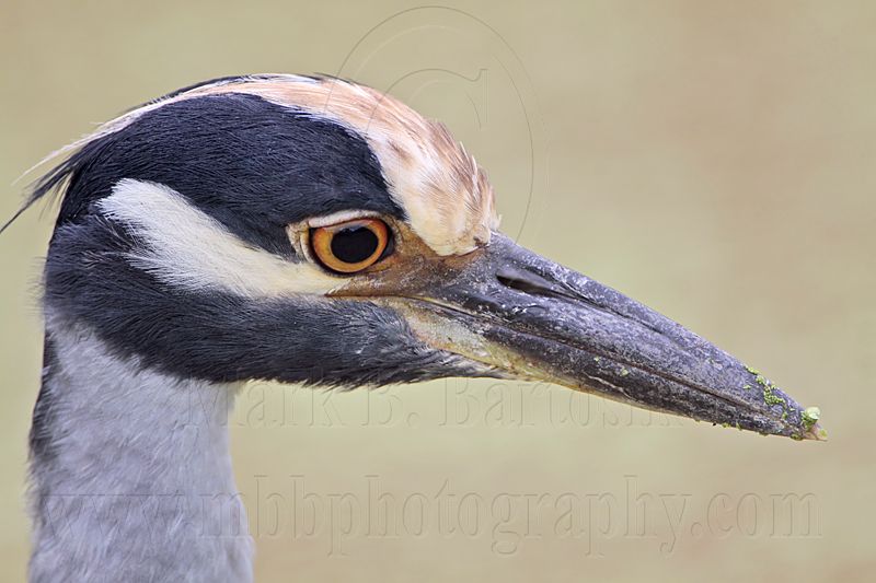 _MG_3859 Yellow-crowned Night-Heron.jpg
