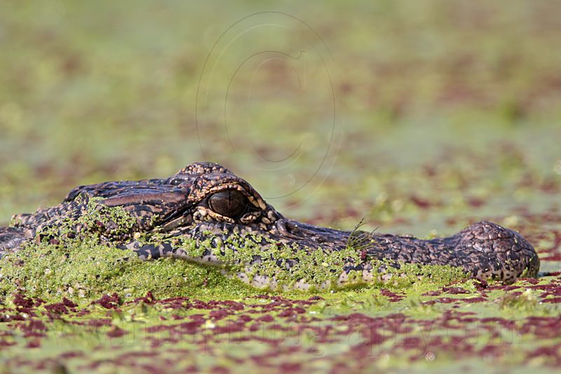 _MG_9120 American Alligator.jpg