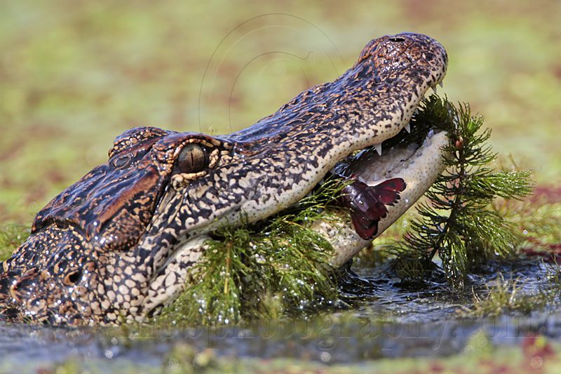 _MG_9125 American Alligator.jpg