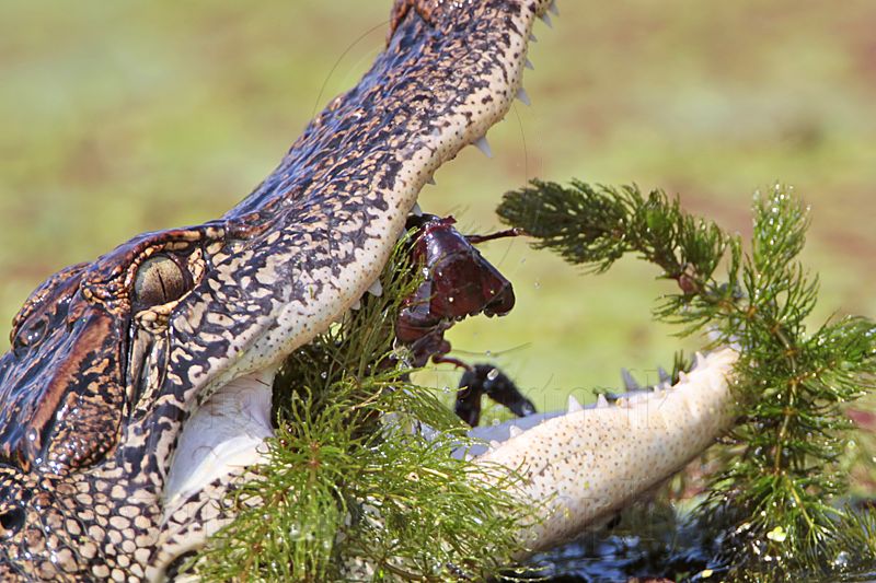 _MG_9129 American Alligator.jpg