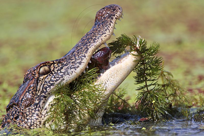 _MG_9132 American Alligator.jpg