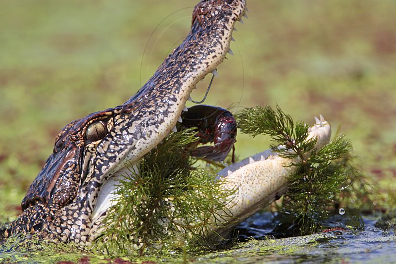 _MG_9140 American Alligator.jpg