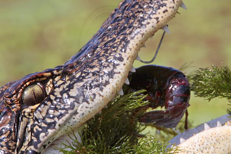 _MG_9140crop American Alligator.jpg