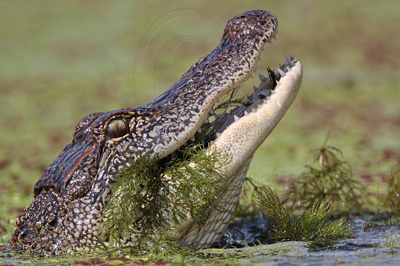 _MG_9142 American Alligator.jpg