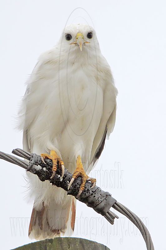 _MG_3606 Leucistic Red-tailed Hawk.jpg