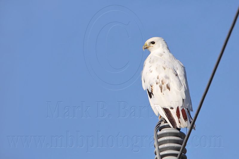 _MG_4079 Leucistic Red-tailed Hawk.jpg