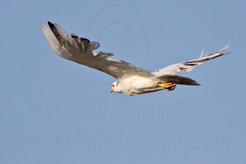 _MG_4087 Leucistic Red-tailed Hawk.jpg