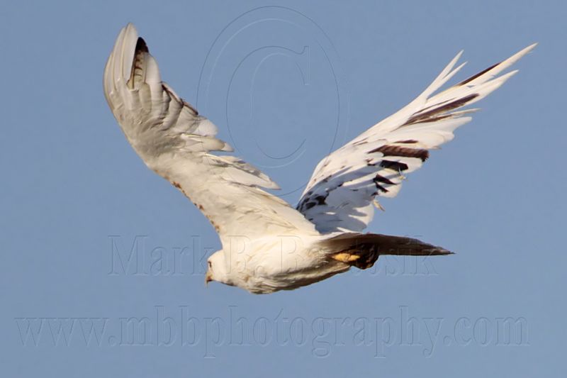 _MG_4090 Leucistic Red-tailed Hawk.jpg