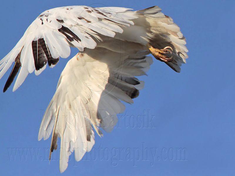 _MG_5722 Leucistic Red-tailed Hawk.jpg