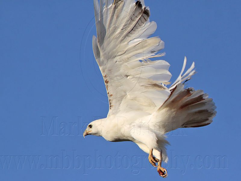 _MG_5723 Leucistic Red-tailed Hawk.jpg