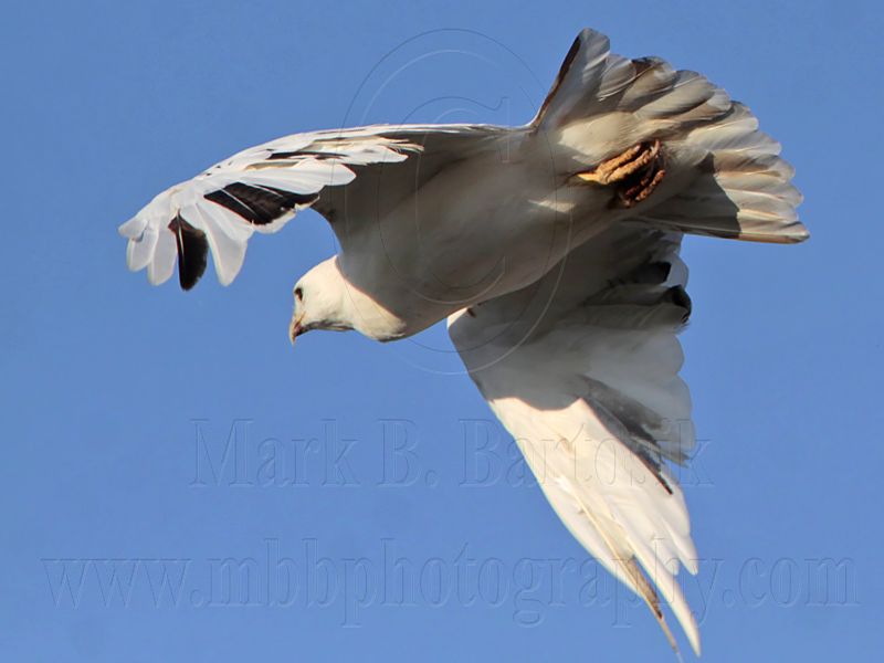 _MG_5727 Leucistic Red-tailed Hawk.jpg