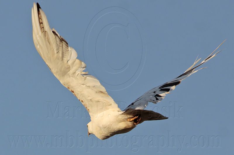 _MG_5735 Leucistic Red-tailed Hawk.jpg