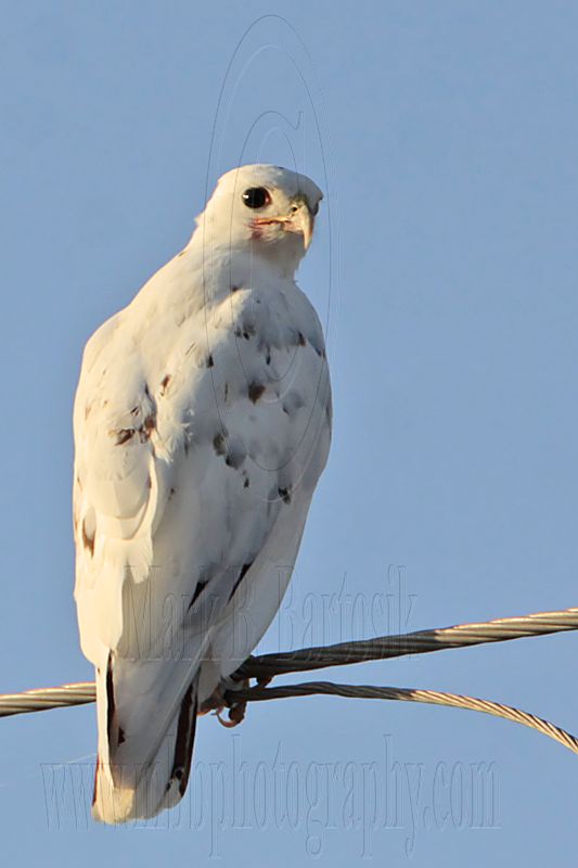 _MG_5781 Leucistic Red-tailed Hawk.jpg