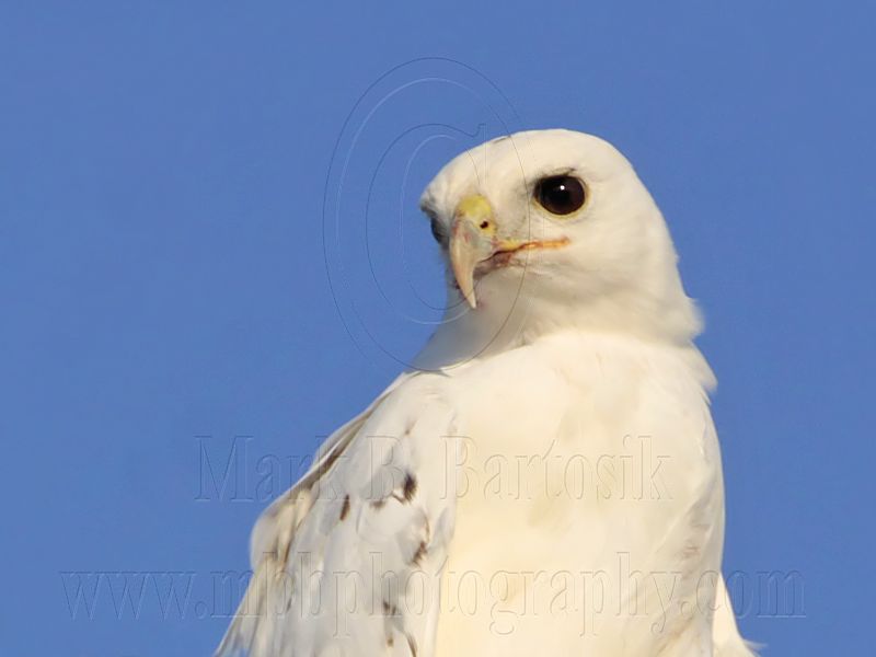 _MG_5857 Leucistic Red-tailed Hawk.jpg