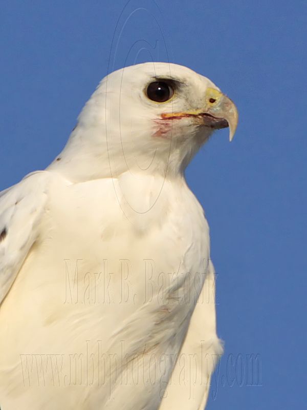 _MG_5870 Leucistic Red-tailed Hawk.jpg