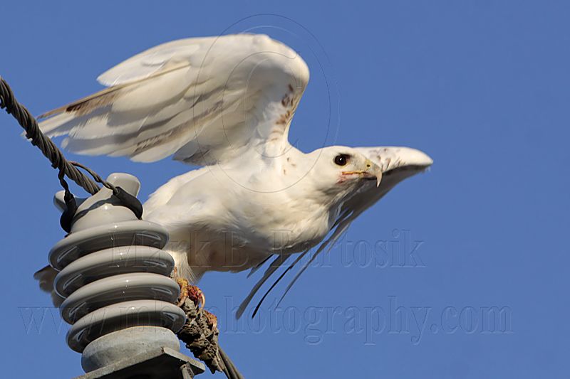 _MG_5871 Leucistic Red-tailed Hawk.jpg