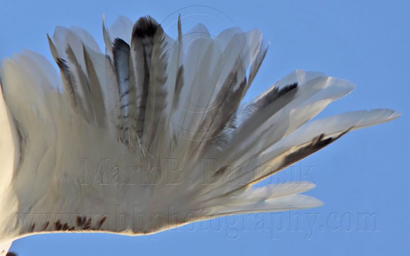 _MG_5875 right wing down Leucistic Red-tailed Hawk.jpg