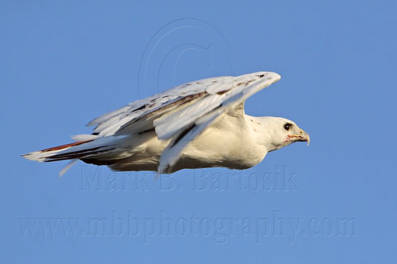 _MG_5883 Leucistic Red-tailed Hawk.jpg