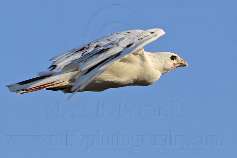 _MG_5887 Leucistic Red-tailed Hawk.jpg