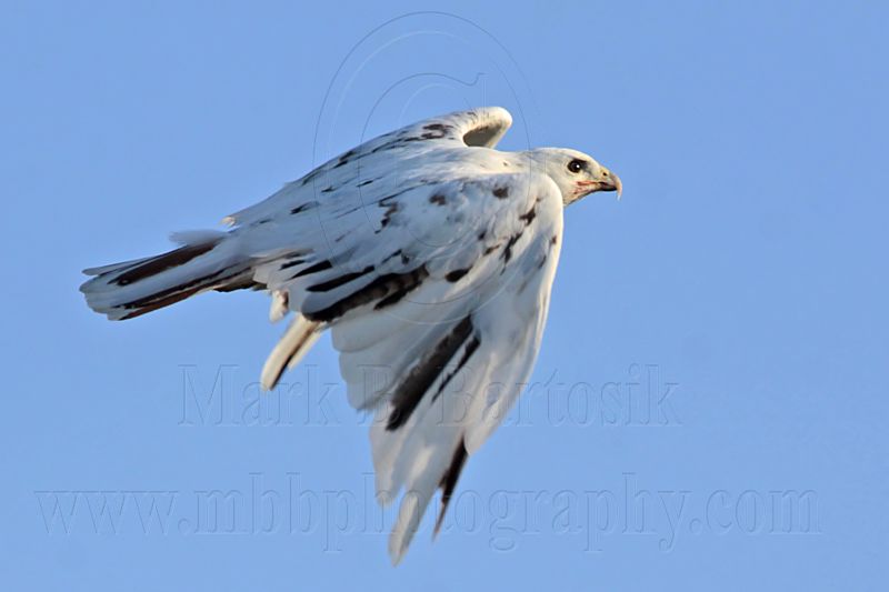 _MG_5891 Leucistic Red-tailed Hawk.jpg