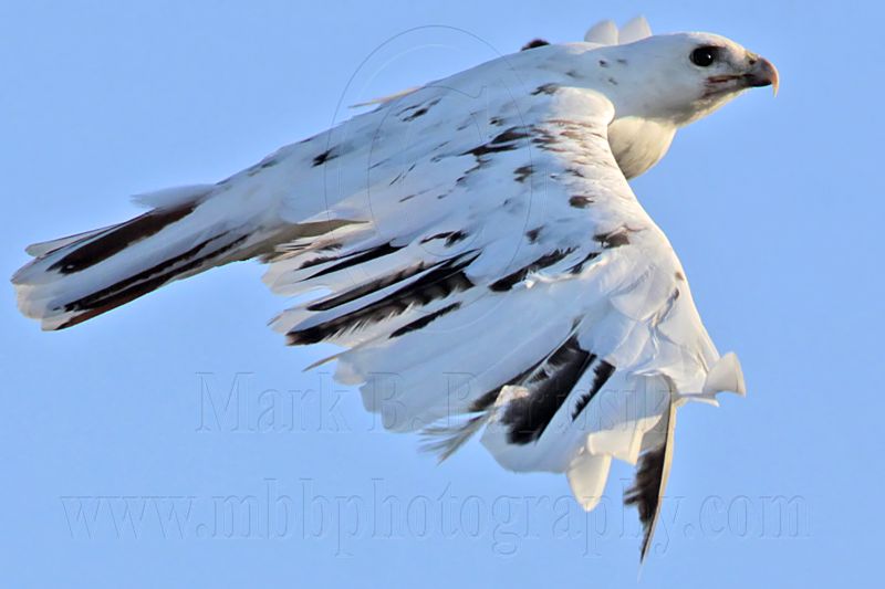 _MG_5896 Leucistic Red-tailed Hawk.jpg