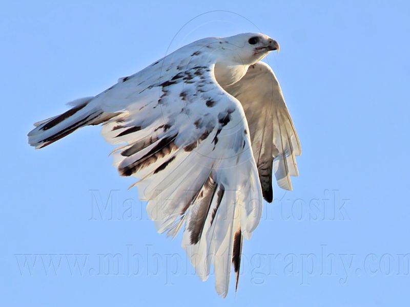 _MG_5899 Leucistic Red-tailed Hawk.jpg