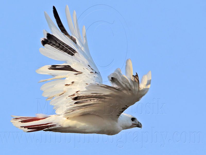 _MG_5918 Leucistic Red-tailed Hawk.jpg