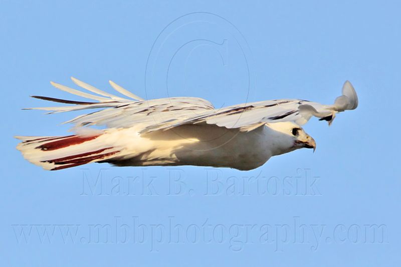 _MG_5932 Leucistic Red-tailed Hawk.jpg