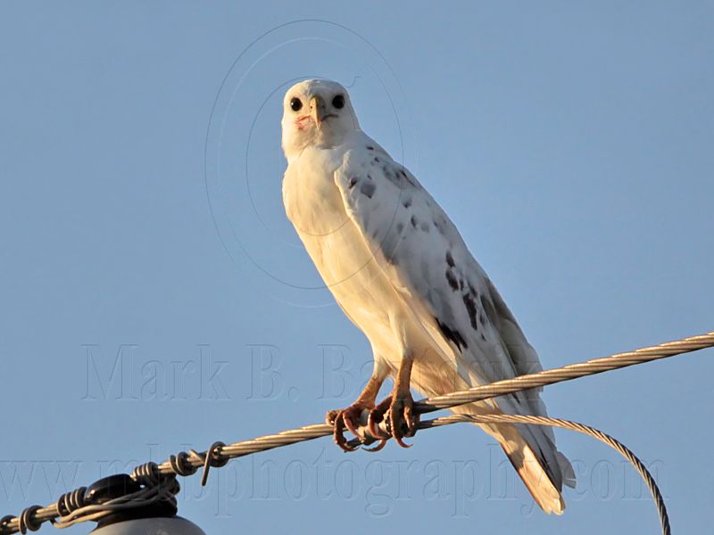 _MG_5953 Leucistic Red-tailed Hawk.jpg