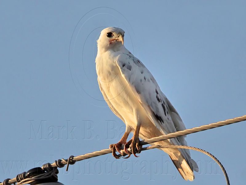 _MG_5962 Leucistic Red-tailed Hawk.jpg