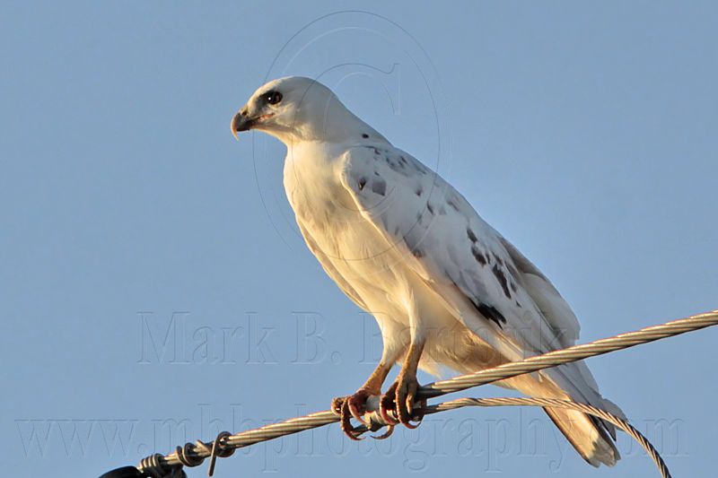 _MG_5967 Leucistic Red-tailed Hawk.jpg