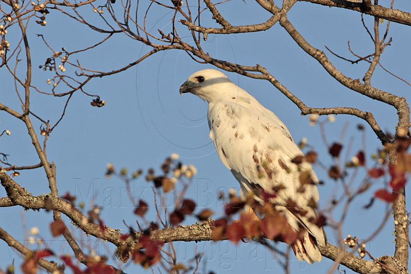 _MG_6005 Leucistic Red-tailed Hawk.jpg