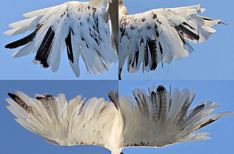 wings Leucistic Red-tailed Hawk.jpg